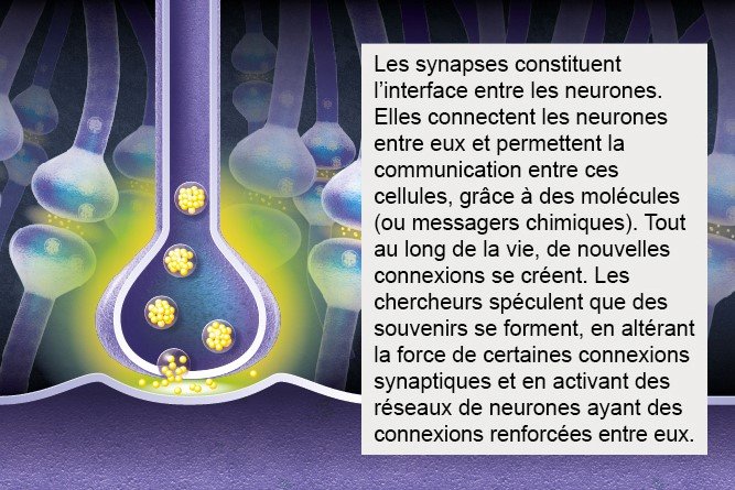 Cerveau - Institut Pasteur