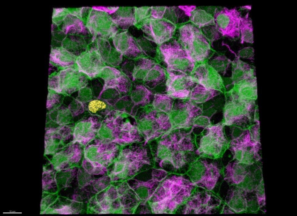 institut pasteur  -cellules souches - stem cell