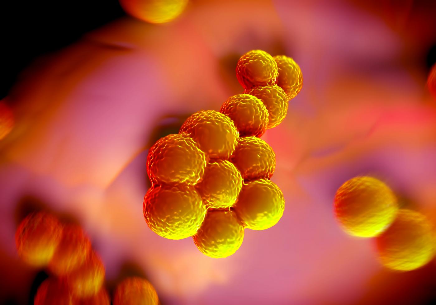 Staphylococcus aureus - Institut Pasteur
