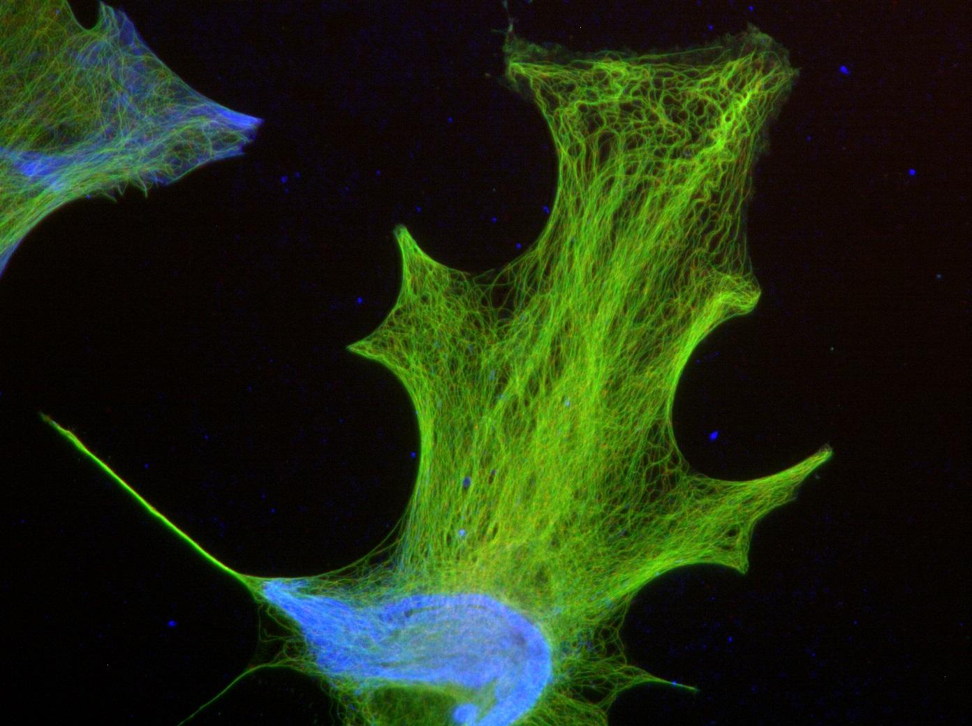 Microscope Pour Enfants Adapté À L'observation Des Bactéries