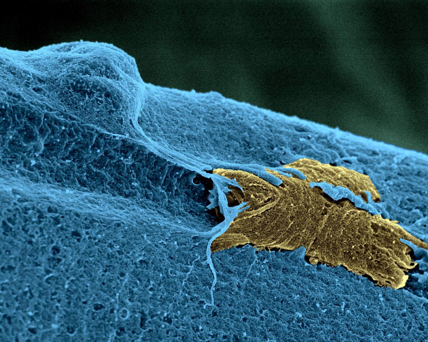 Cellules souches - Institut Pasteur