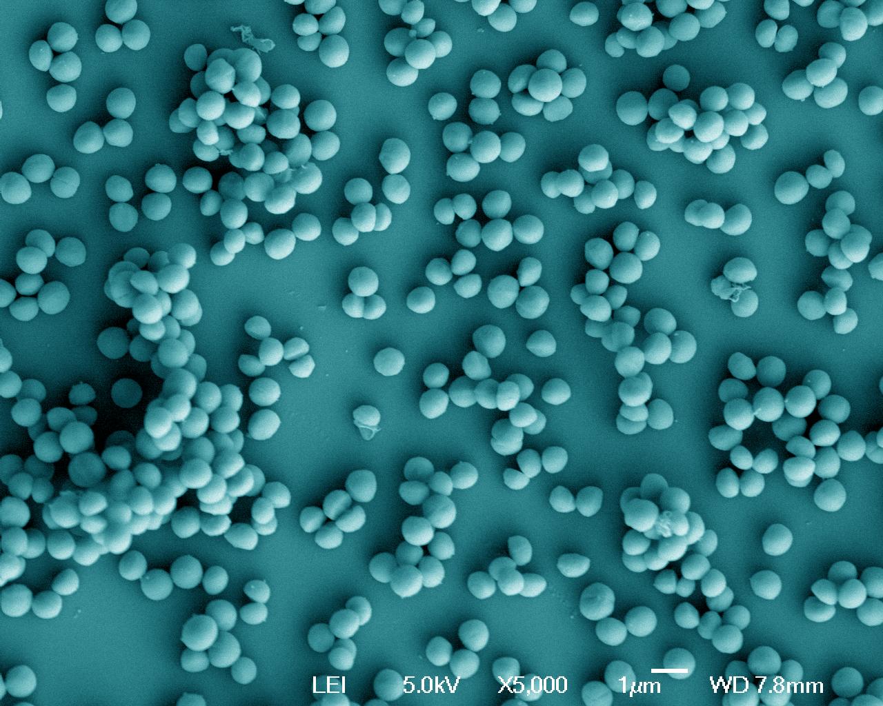 Staphylococcus aureus - Institut Pasteur