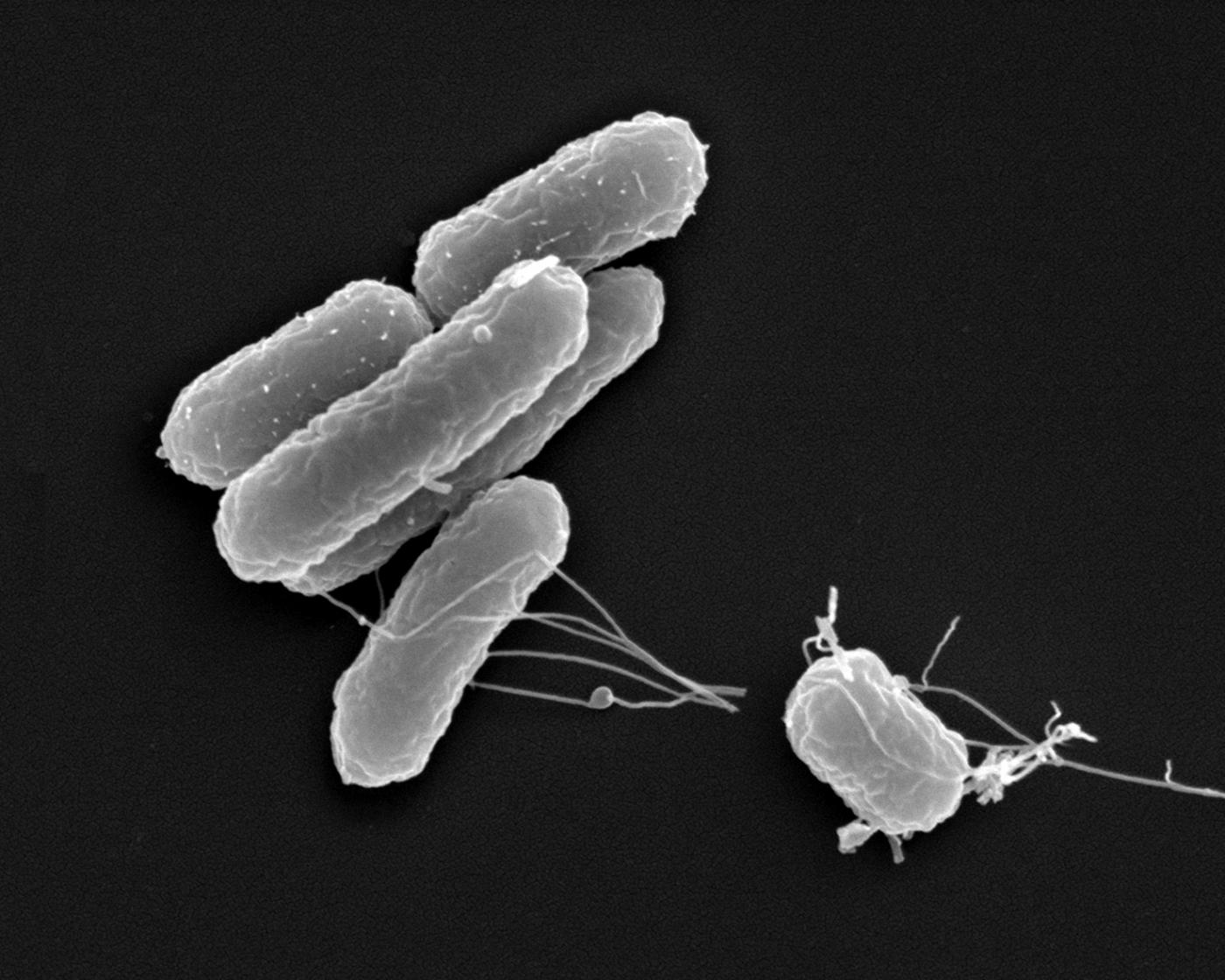 salmonella - institut pasteur