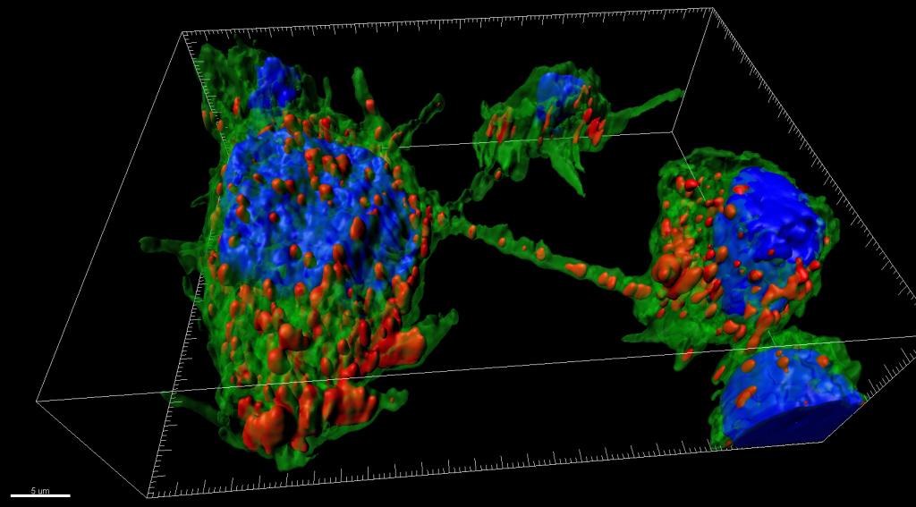 nanotubes - institut pasteur