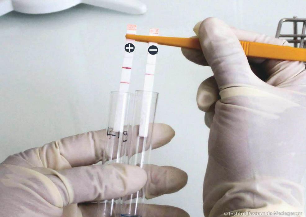 test bandelettes peste - Institut Pasteur
