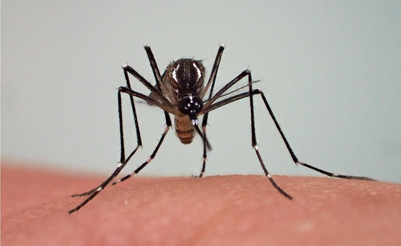 Dengue : symptômes, traitement, prévention - Institut Pasteur