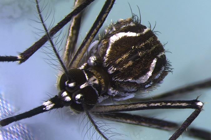 Aedes aegypti - Institut Pasteur