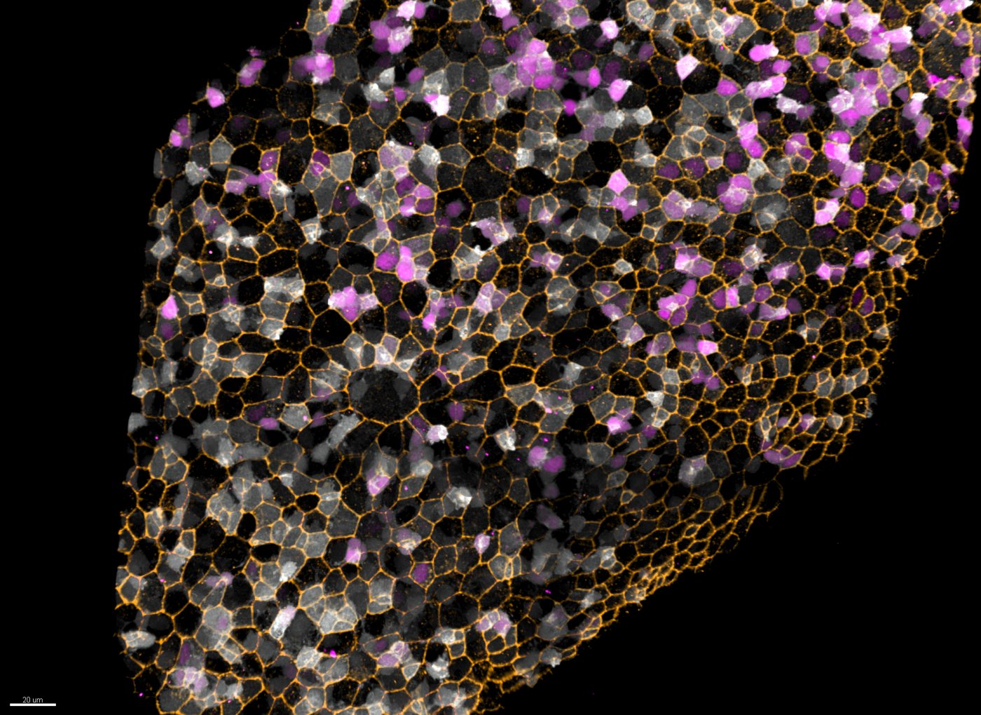 Cellules souches - Danio rerio - Institut Pasteur