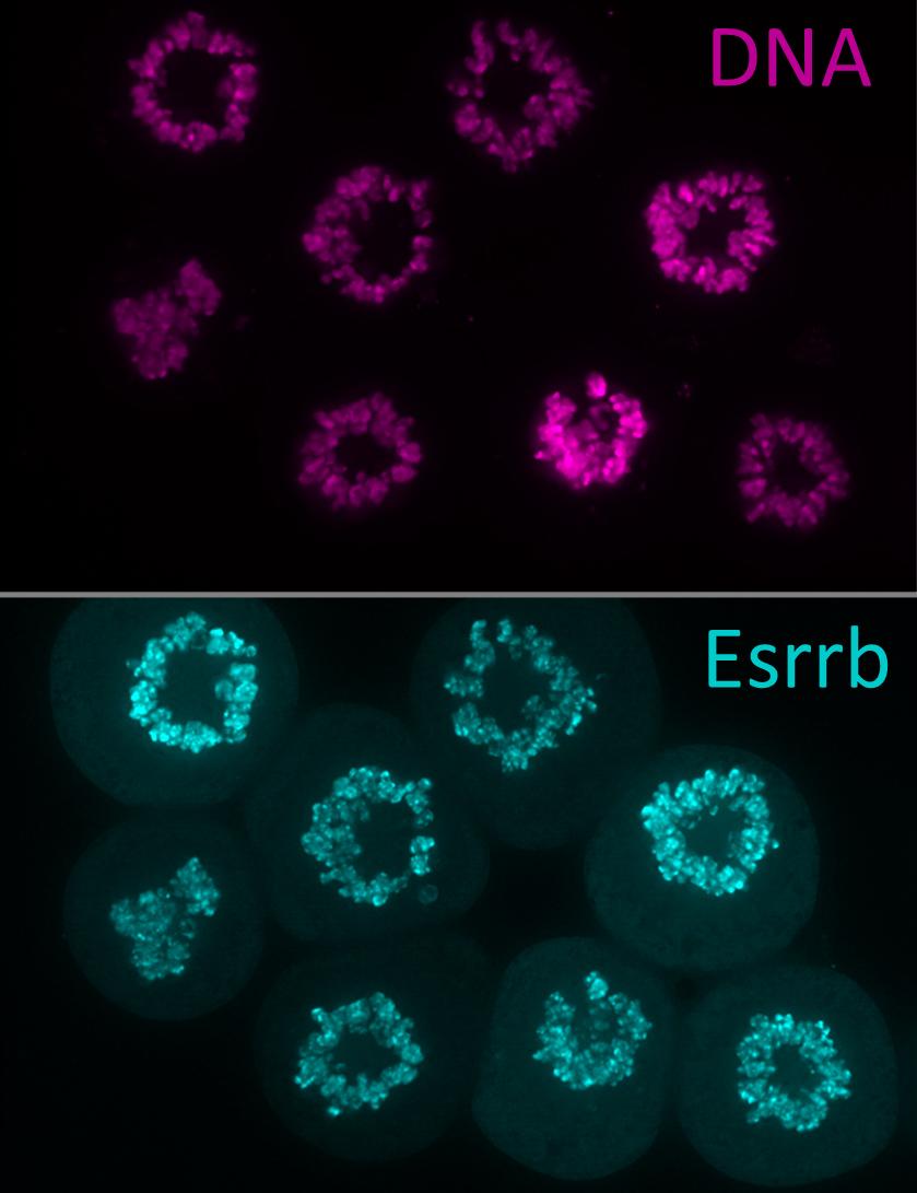 Cellules souches - Institut Pasteur