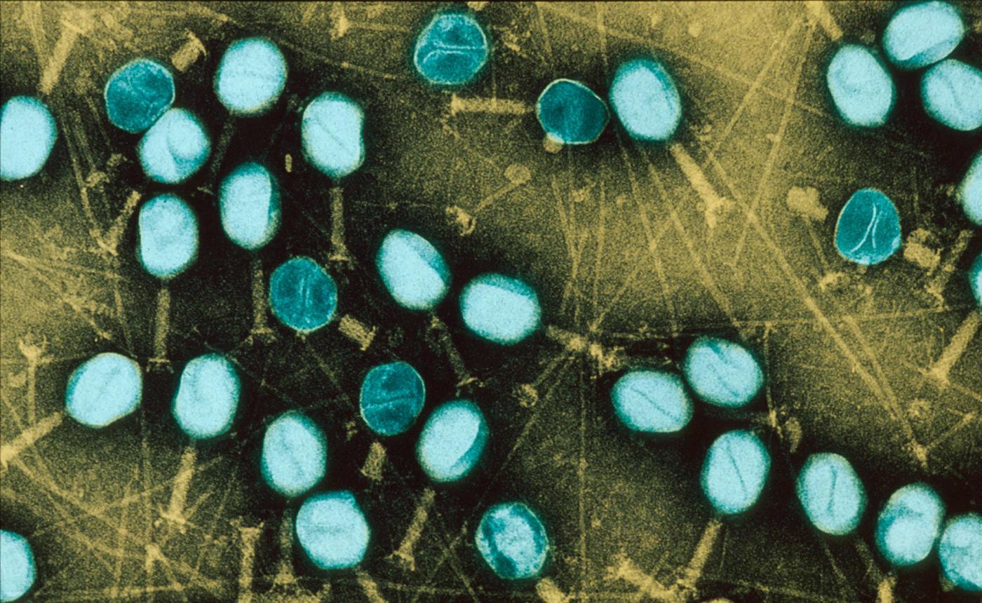 bacteriophage escherichia coli - Institut Pasteur