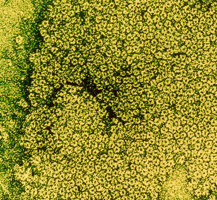 acetylcholine - institut pasteur acetylcholine - institut pasteur