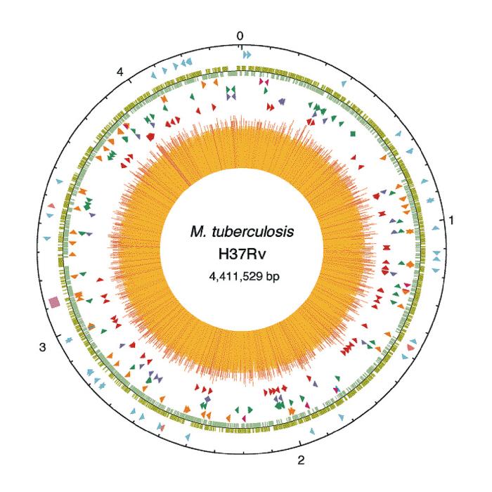 Mycobacterium tuberculosis - Institut Pasteur