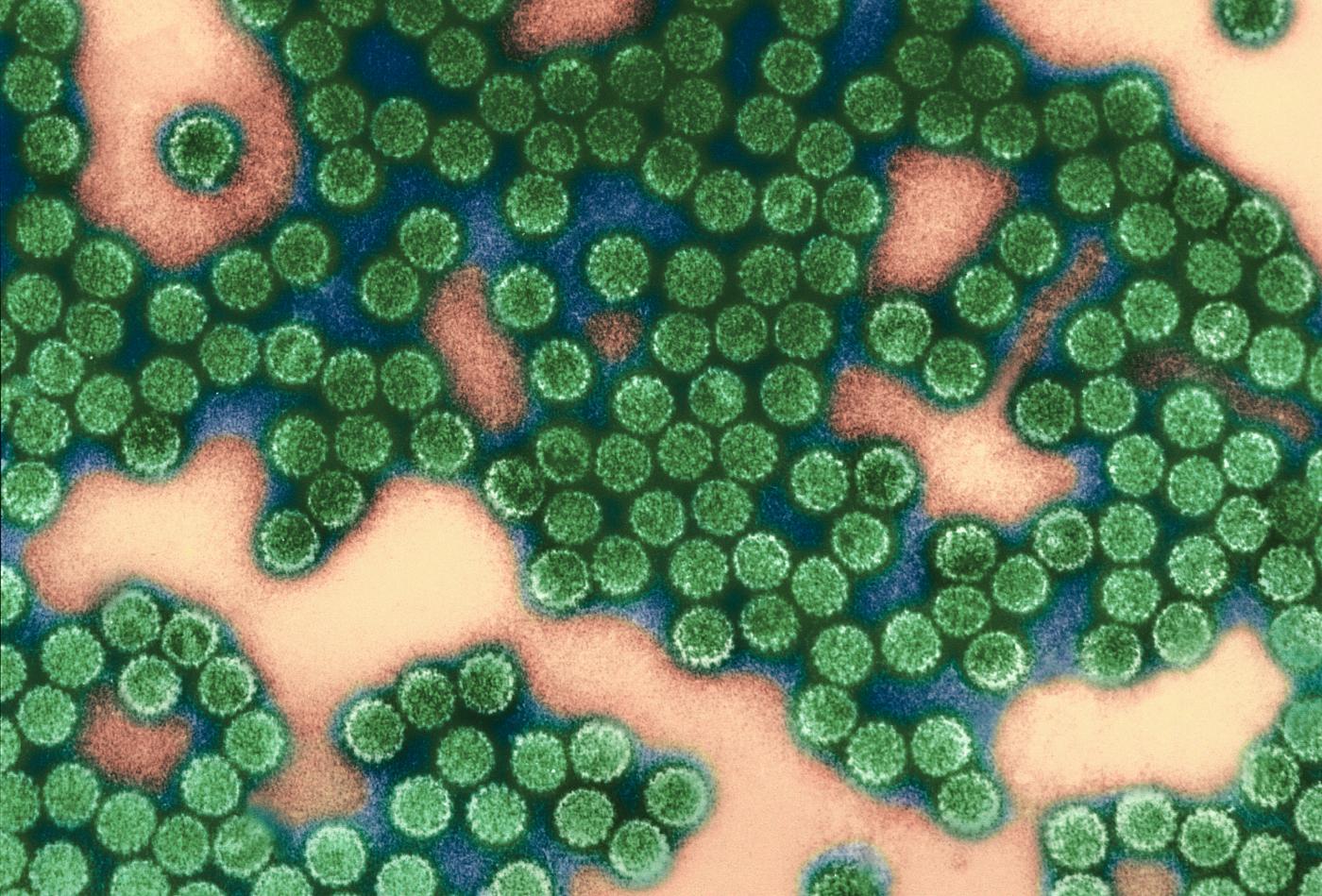 Papillomavirus - Institut Pasteur Papillomavirus - Institut Pasteur
