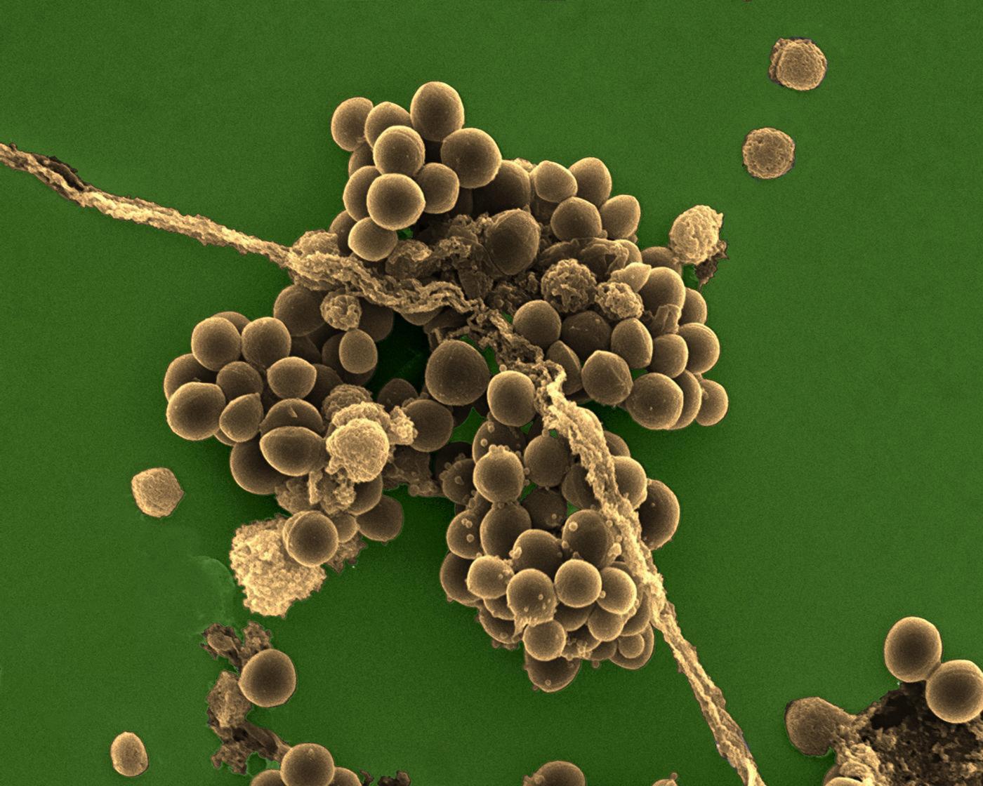 staphylococcus - Institut Pasteur