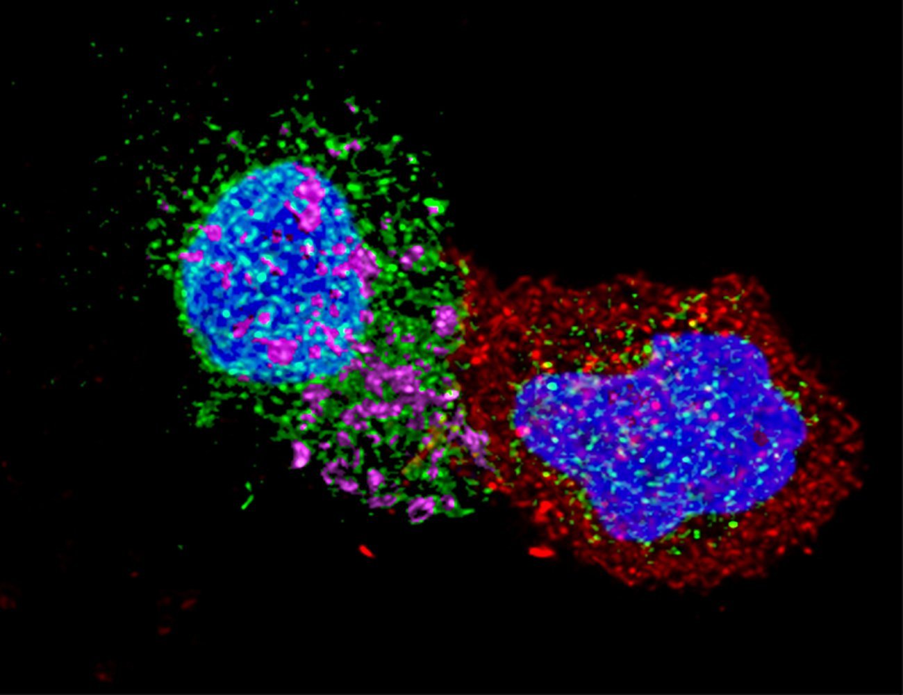 LTCD8 rentre en contact avec un LTCD4 infecté par le VIH - © Institut Pasteur