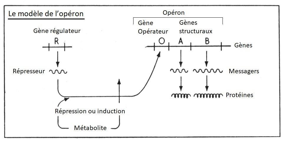  Modèle Operon - Institut Pasteur Figure 1 : le modèle de l’opéron. Crédit : Institut Pasteur.