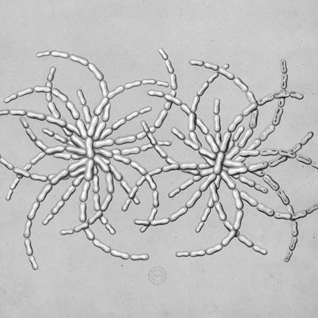 Chronologie de Louis Pasteur