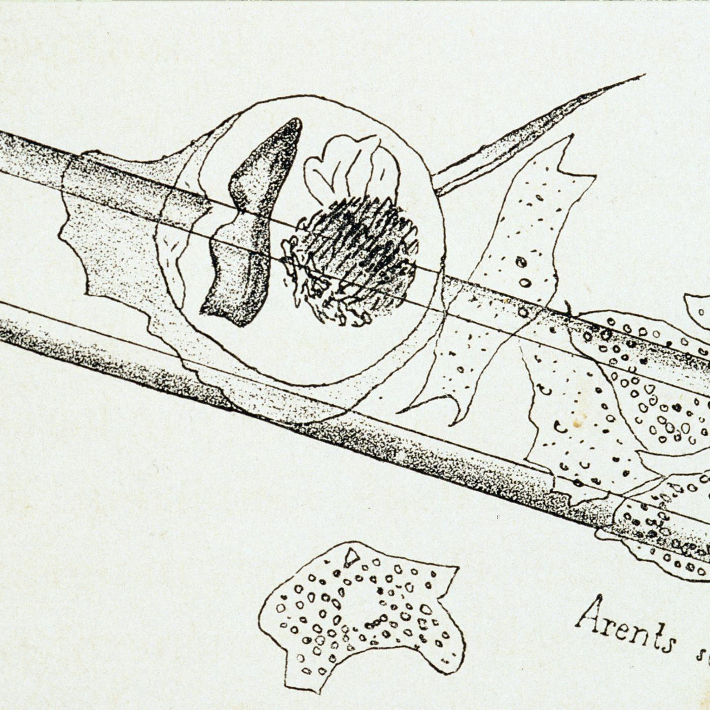 Louis Pasteur Directed Drawing 