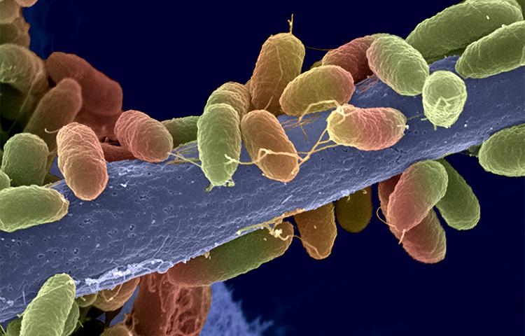 Antimicrobial resistance - Institut Pasteur