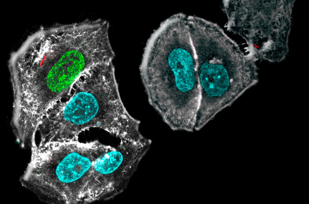 Département Génomes et génétique - Institut Pasteur