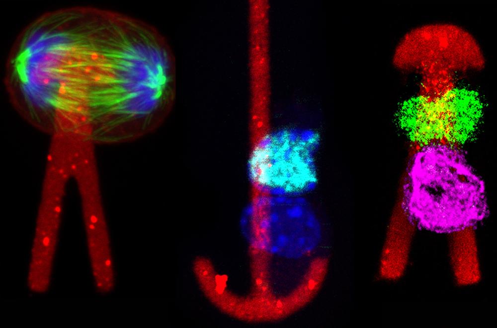 Département de Biologie du développement et cellules souches - Institut Pasteur