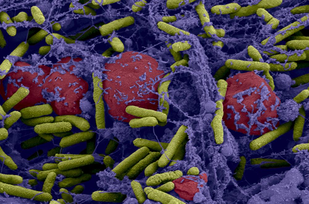 Département de Microbiologie - Institut Pasteur