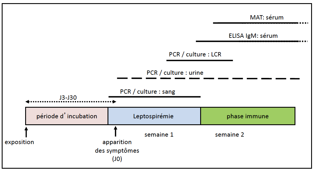 Figure : Chronologie des prélèvements à effectuer pour le diagnostic de la leptospirose