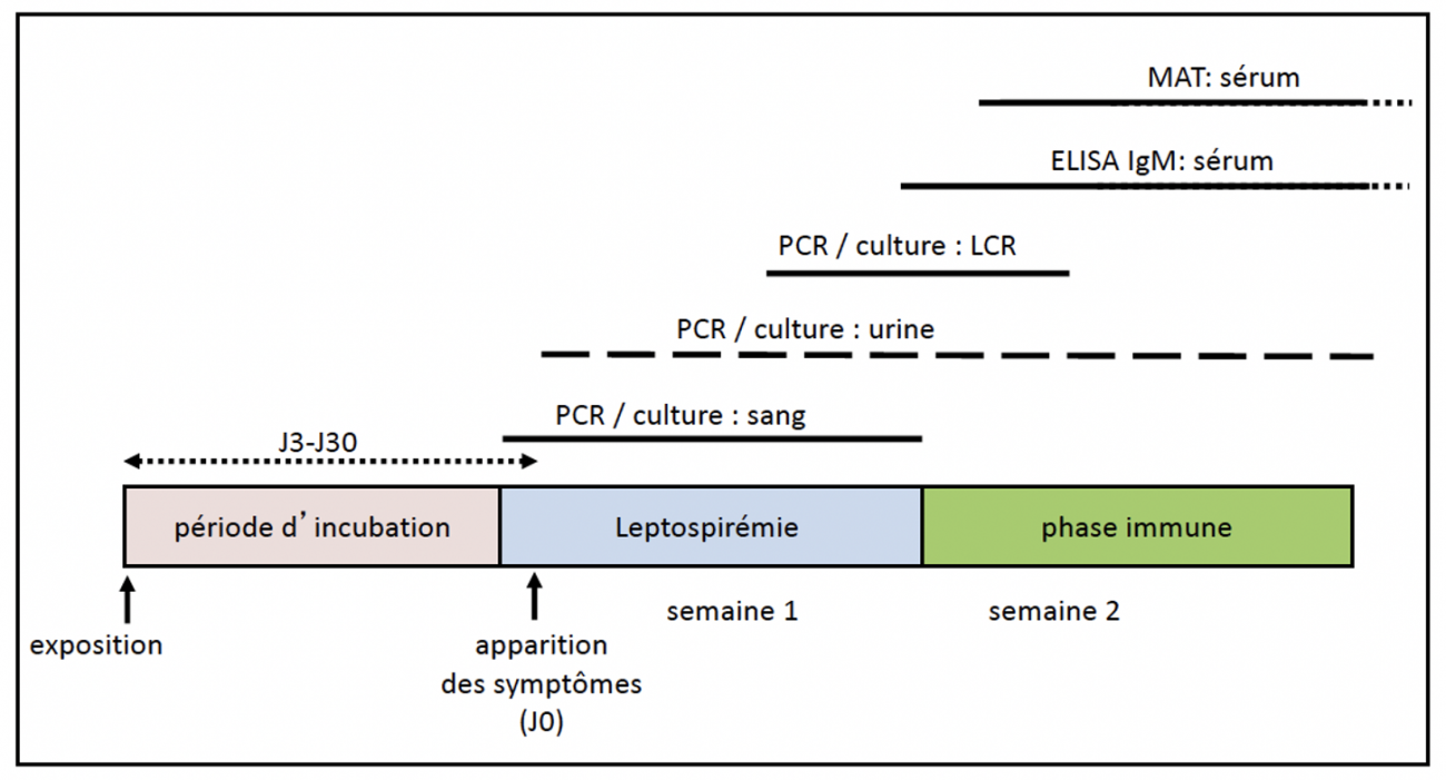 Figure : Chronologie des prélèvements à effectuer pour le diagnostic de la leptospirose. 