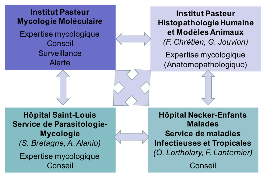 CNR Mycoses invasives et antifongiques - Institut Pasteur CNR Mycoses invasives et antifongiques - Institut Pasteur