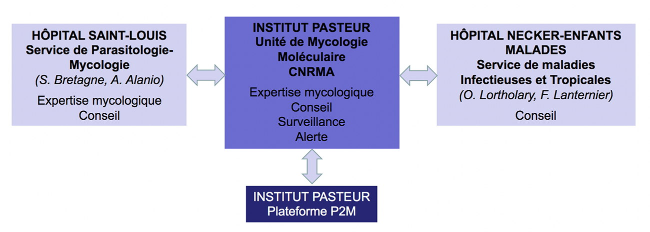 CNR Mycoses invasives - Institut Pasteur