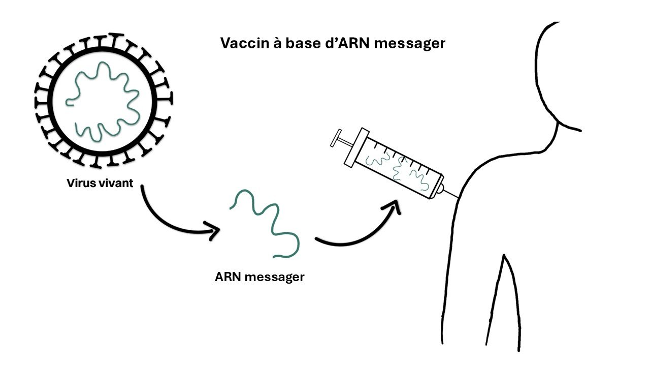 principe vaccin ARN messager