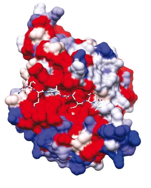 Structure tridimensionnelle de SUB1. En rouge au centre : le sillon catalytique. © Jean-Christophe Barale, Institut Pasteur