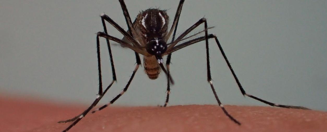 "Géopolitique du moustique" - Aller plus loin avec nos experts ! - Institut Pasteur