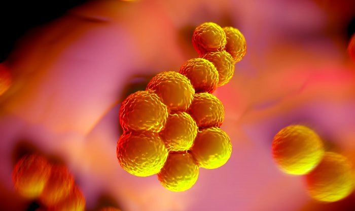 Staphylococcus aureus - Institut Pasteur Staphylococcus aureus - Institut Pasteur