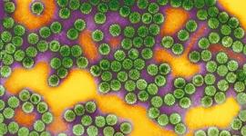 papillomavirus et antibiotiques)