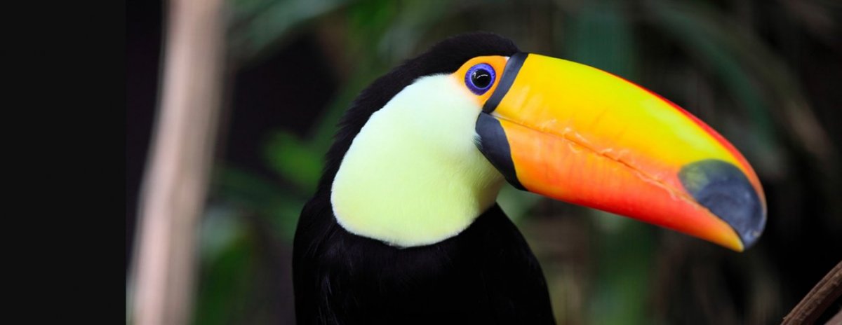 Partir en Guyane française : informations et vaccins voyage