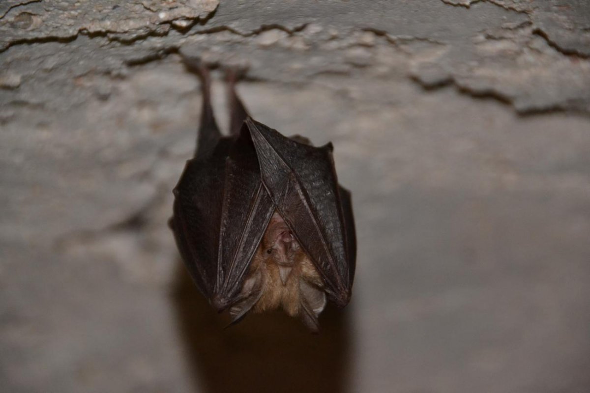 An exceptional case of rabies in France transmitted by a bat