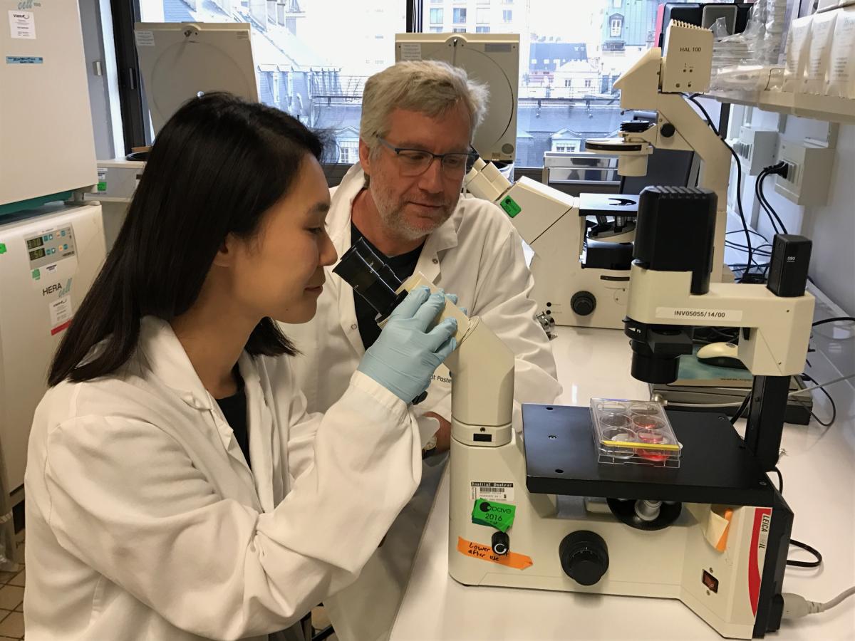 Cellular Therapy Identification Of Circulating Human Innate Lymphoid Cell Precursors News From The Institut Pasteur