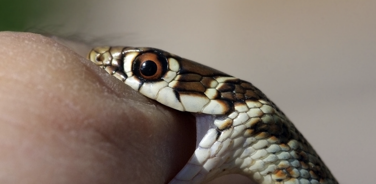 Morsures De Serpent Lancement D Une Etude Au Cameroun Pour Evaluer Les Serums Antivenimeux Institut Pasteur