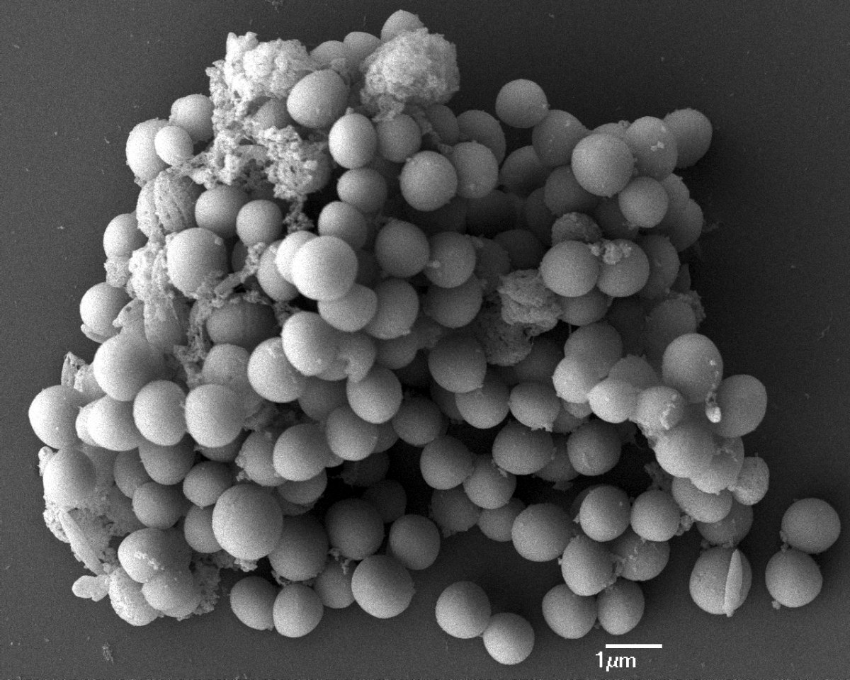 Staphylococcus aureus Bacteria, Scanning electron micrograp…