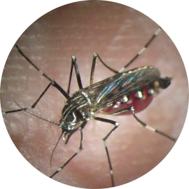 Aedes aegypti - Institut Pasteur