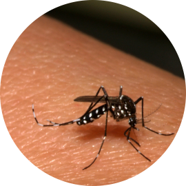 Aedes Albopictus