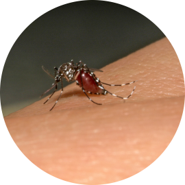 Aedes albopictus - Institut Pasteur