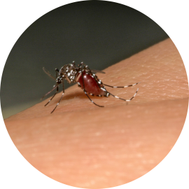 Aedes albopictus - Institut Pasteur Aedes albopictus - Institut Pasteur
