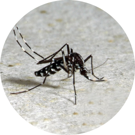 Aedes albopictus - Institut Pasteur