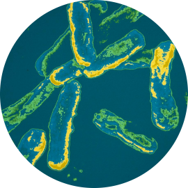 pseudomonas aeruginosa - Institut Pasteur