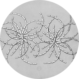 Chronologie de Louis Pasteur