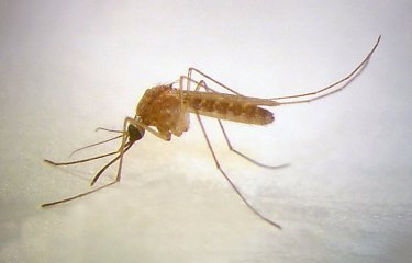 Culex quinquefasciatus femelle.