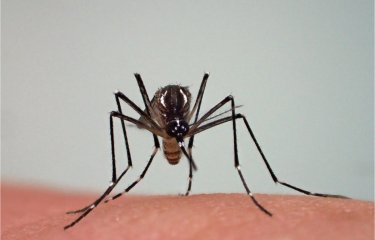 Femelle d'Aedes aegypti, élevée au Vectopôle de l'Institut Pasteur de la Guyane