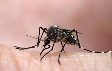 Femelle d'Aedes aegypti, élevée au Vectopôle de l'Institut Pasteur de la Guyane. Le moustique Aedes aegypti est vecteur de la dengue, du chikungunya, de la fièvre jaune et de zika.
